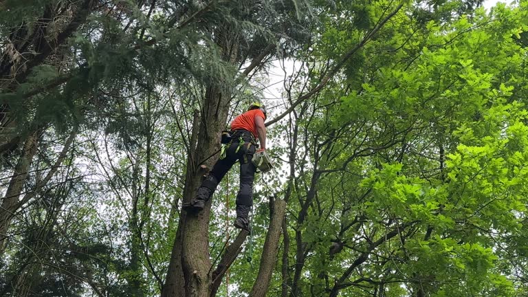 Auburn, KS  Tree Services Company